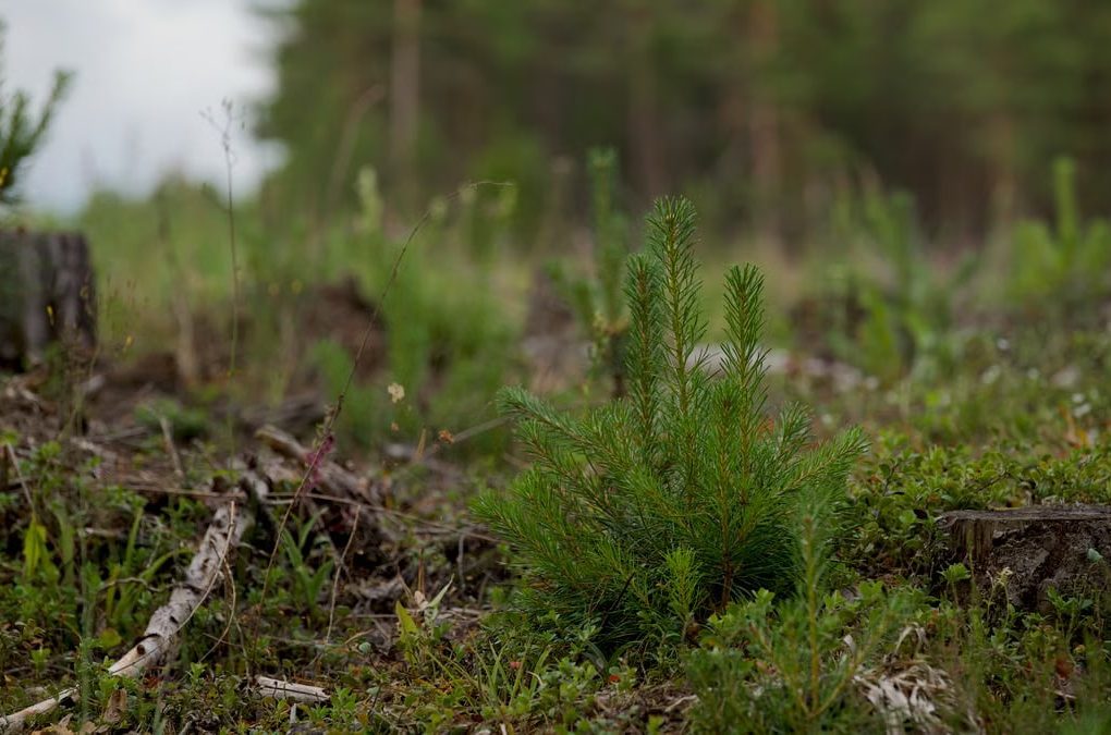 Close-up of a young evergreen plant amidst a forest clearing with natural background.